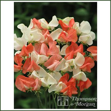 Lathyrus odoratus grandiflora Tangerine Cream - Sweet pea