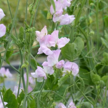 Lathyrus odoratus Winter Sunshine Opal Seeds - Sweet pea