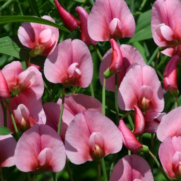 Lathyrus tingitanus Rosea - Tangier Pea