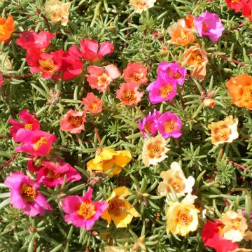 Portulaca grandiflora Single Mix seeds - Moss rose seeds