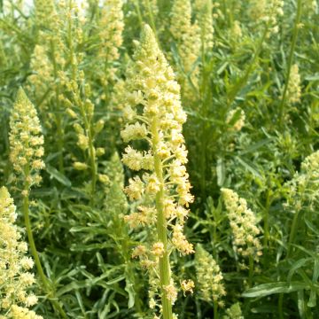 Reseda luteola seeds - Weld