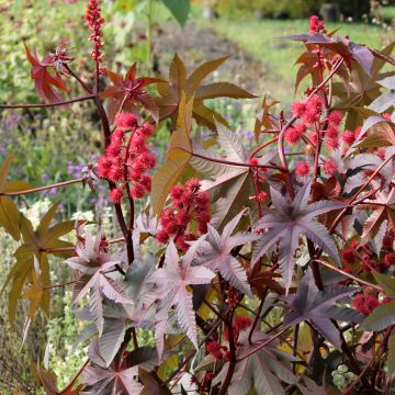 Ricinus Communis Impala 