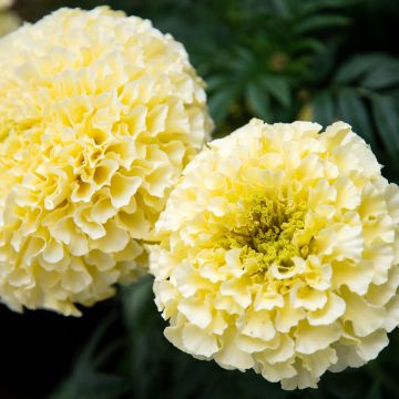 African marigold White Gold Max - seeds