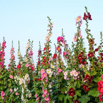 Alcea filicifolia Antwerp Stars Mix Seeds - Hollyhock