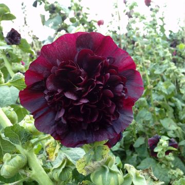 Alcea rosea Chater's Double Maroon seeds - Hollyhock