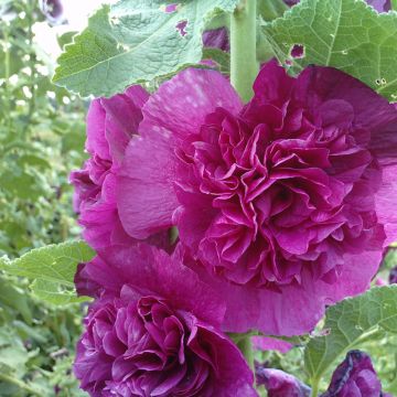 Alcea rosea Chater's Double Violet seeds - Hollyhock