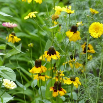 Clasping coneflower Seeds - Rudbeckia amplexicaulis