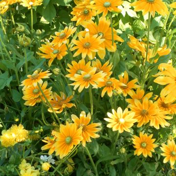 Rudbeckia Hirta Prairie Sun 