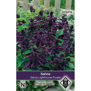 Salvia splendens Lighthouse Purple Seeds - Scarlet Sage