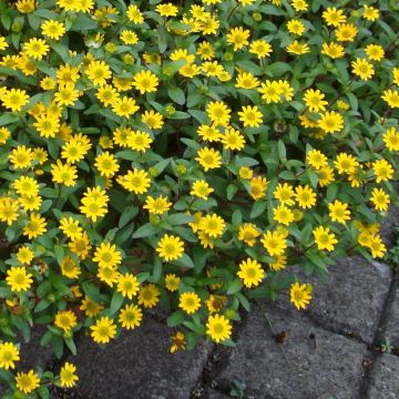 Sanvitalia speciosa Million Suns seeds - Creeping Zinnia 