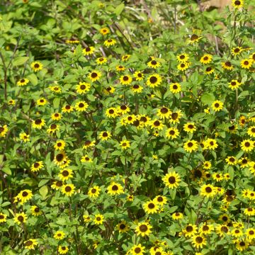 Sanvitalia procumbens Orange Sprite Seeds - Creeping zinnia