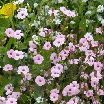 Vaccaria hispanica Pink Beauty Seeds - Cow Cockle