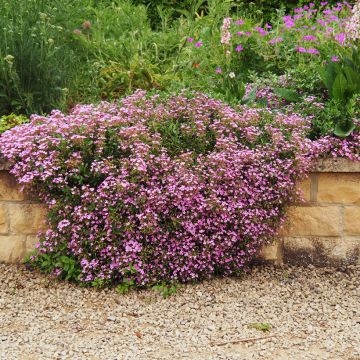 Saponaire de Montpellier - Saponaria ocymoides