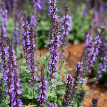 Salvia nemorosa Dwarf Blue Queen Seeds - Wood Sage