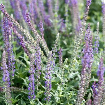 Salvia nemorosa West Friesland Seeds - Wood Sage