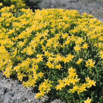 Sedum acre seeds - Stonecrop