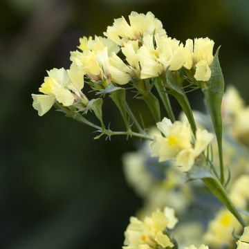 Limonium sinuatum Pacific Mix  - Waved Sea Lavender seeds