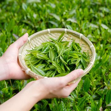 Camellia sinensis seeds - Tea