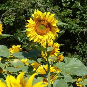 Sunflower Mongolian Giant Seeds - Helianthus annuus