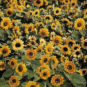 Sunflower Music Box seeds - Helianthus annuus
