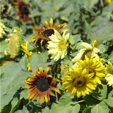 Sunflower Paquito Mix Seeds - Helianthus annuus