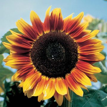 Sunflower Solar Eclipse F1 Seeds - Helianthus annuus
