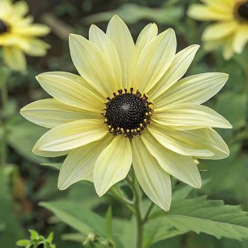 Cucumberleaf sunflower Soluna Cream Seeds - Helianthus debilis