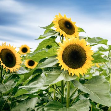 Tournesol à fleur géante jaune - Helianthus annuus Uniflorus Giganteus