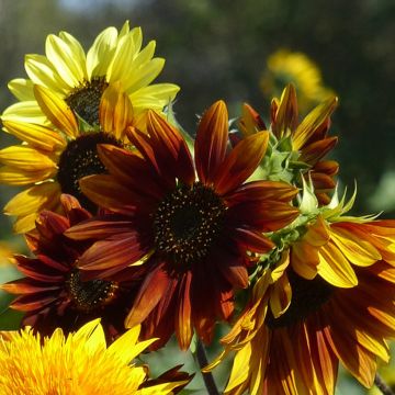 Sunflower Autumn Beauty Seeds - Helianthus annuus 