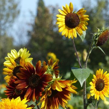 Sunflower Autumn Beauty Mix Seeds - Helianthus annuus