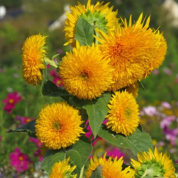 Sunflower Sungold Seeds - Helianthus annuus