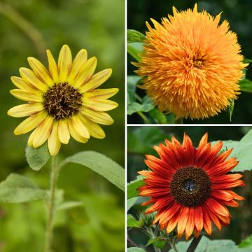 Helianthus annuus Aztec Treasure Mix (Mixture of 'Teddy Bear' and 'Paquito') seeds - Sunflower