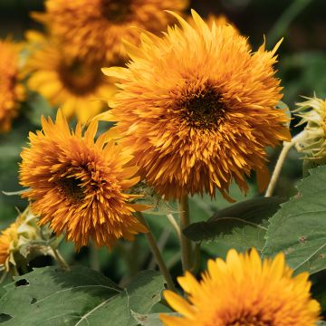 Tournesol nain Ms. Mars - Helianthus annuus Graines