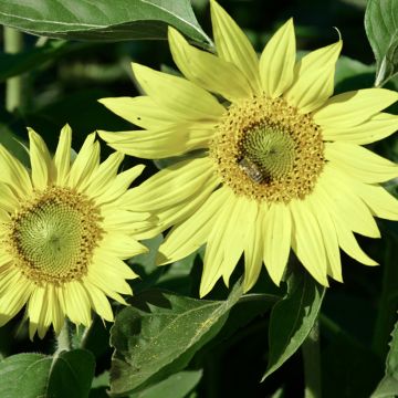 Sunflower Paquito Lemon seeds - Helianthus annuus