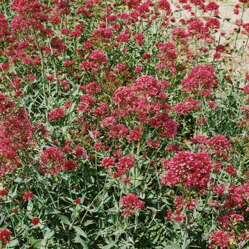 Centranthus ruber Pretty Betsy - seeds