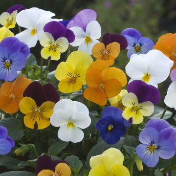 Viola Floral Powers Mixed F1 Hybrid - Pansy