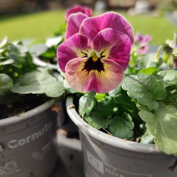 Viola Laeta Antique Shades seeds - Viola cornuta