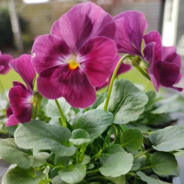 Viola Laeta Wine seeds - Viola cornuta