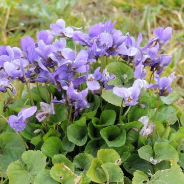 Viola odorata seeds - Sweet violet