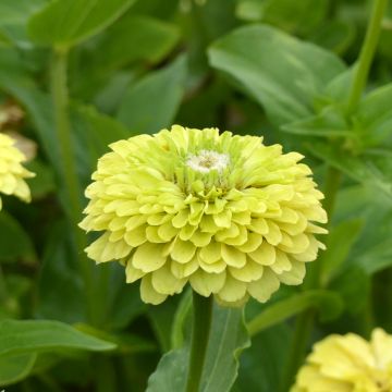 Graines de Zinnia elegans Envy Double vert chartreuse