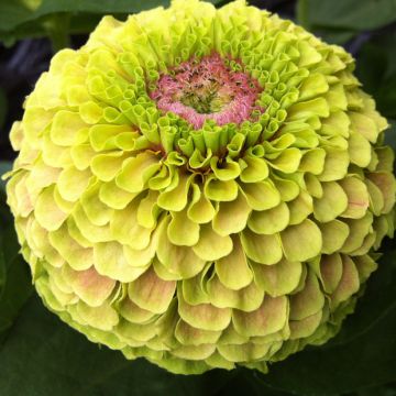 Zinnia elegans Queen Lime with Blotch seeds 