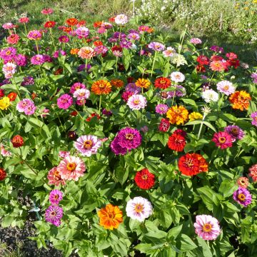 Zinnia elegans with Dahlia-like flowers in mix seeds