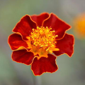 French marigold Burning Embers - Tagetes patula seeds