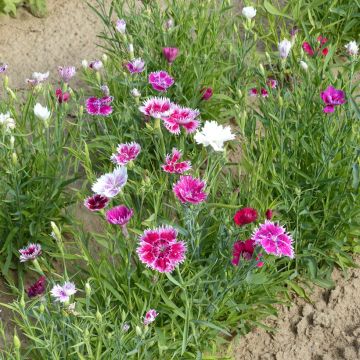 Dianthus chinensis var. heddewigii Gaiety single Mix