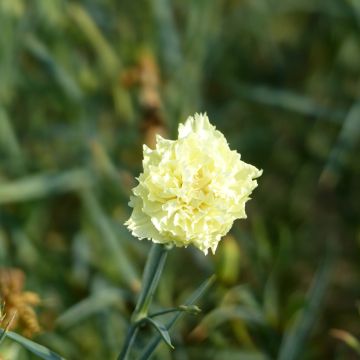 Dianthus caryophyllus Chabaud Marie - Carnation seeds