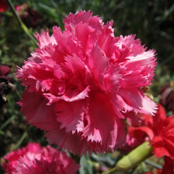 Dianthus caryophyllus Triumph Rose - Dianthus caryophyllus