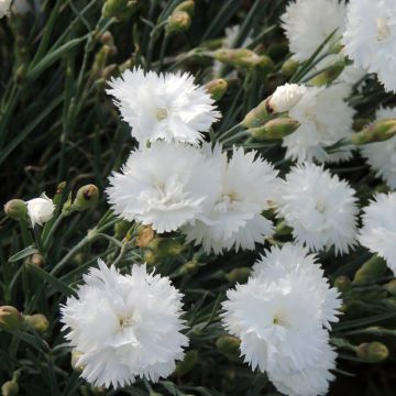 Dianthus Albus Plenus - seeds