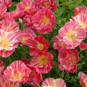 Seeds of California Poppy 'Summer Sorbet' - Eschscholzia californica