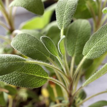 Sauge officinale - Salvia officinalis