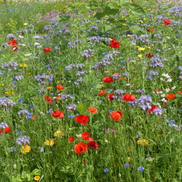 Oxipoli Seeds - Mix of nectar-rich and honey-producing annual flowers to cover 40m²